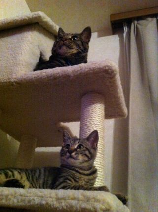 カモとチロ カモとチロ